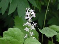 Foam-Flower-(Tiarella)-05-2000 Thumbnail